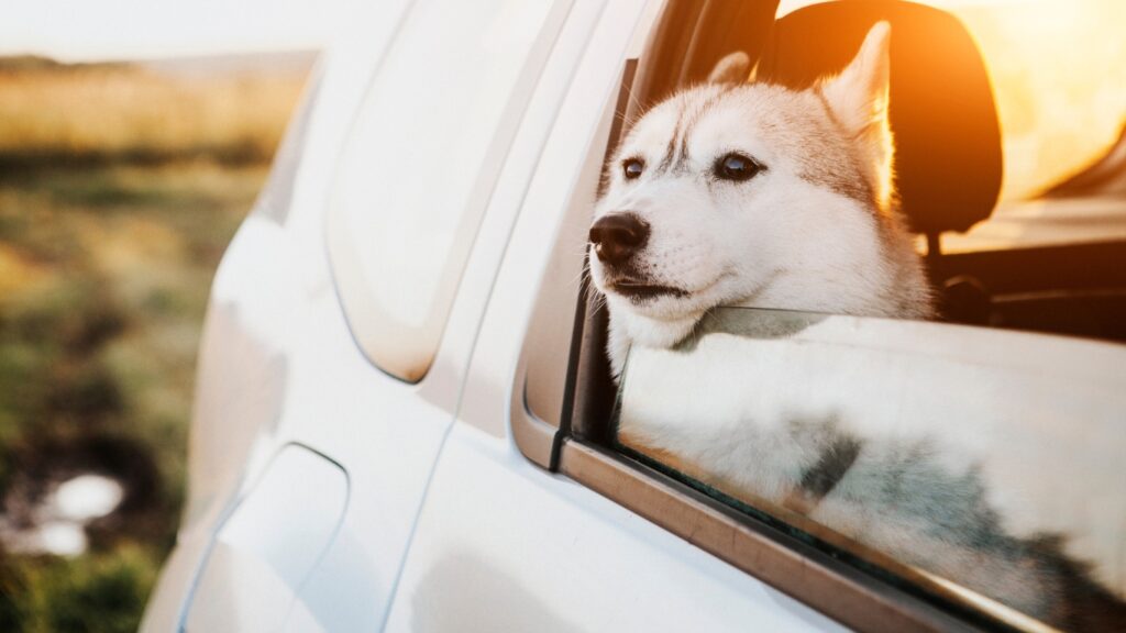 Californias Dog In Car Law Infodogyz