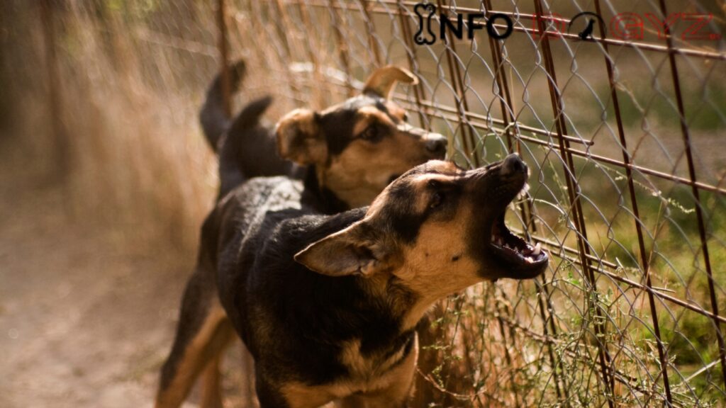 dog bites someone on your property