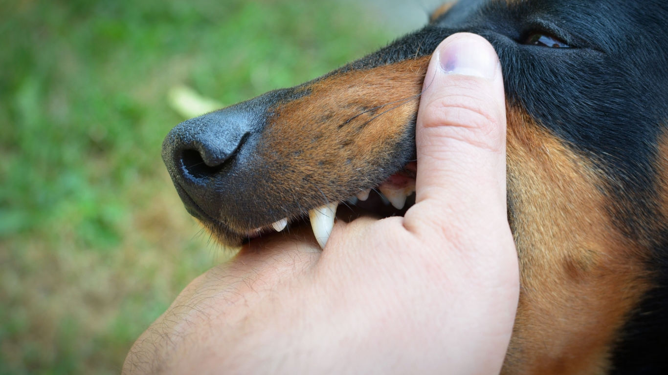 What Happens If A Dog Bites Someone On Your Property | Infodogyz