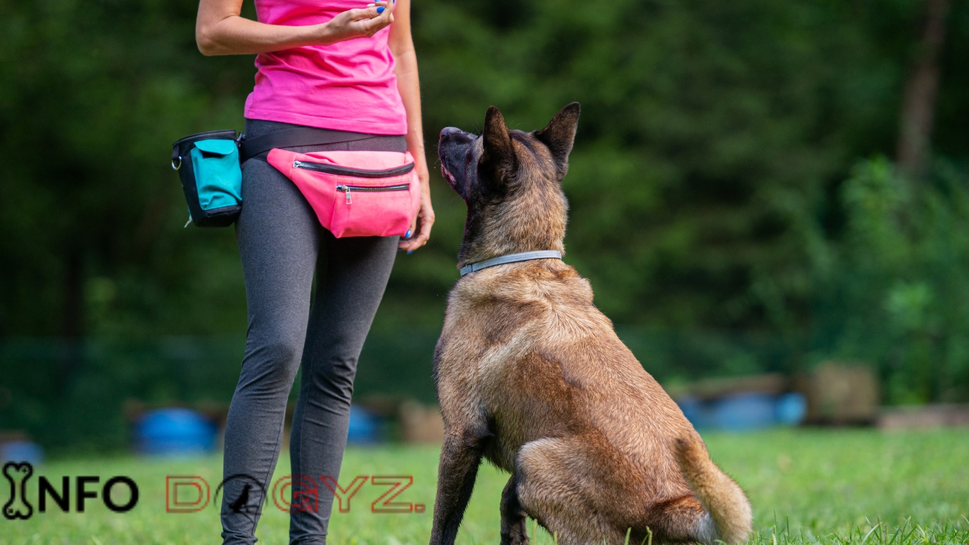 The 4 Quadrants Of Dog Training- Hidden Strategies | Infodogyz