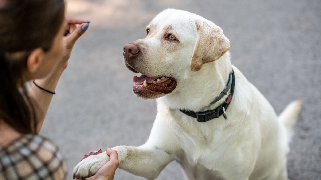 Good news!Unlocking Bubble Theory Dog Training | Infodogyz