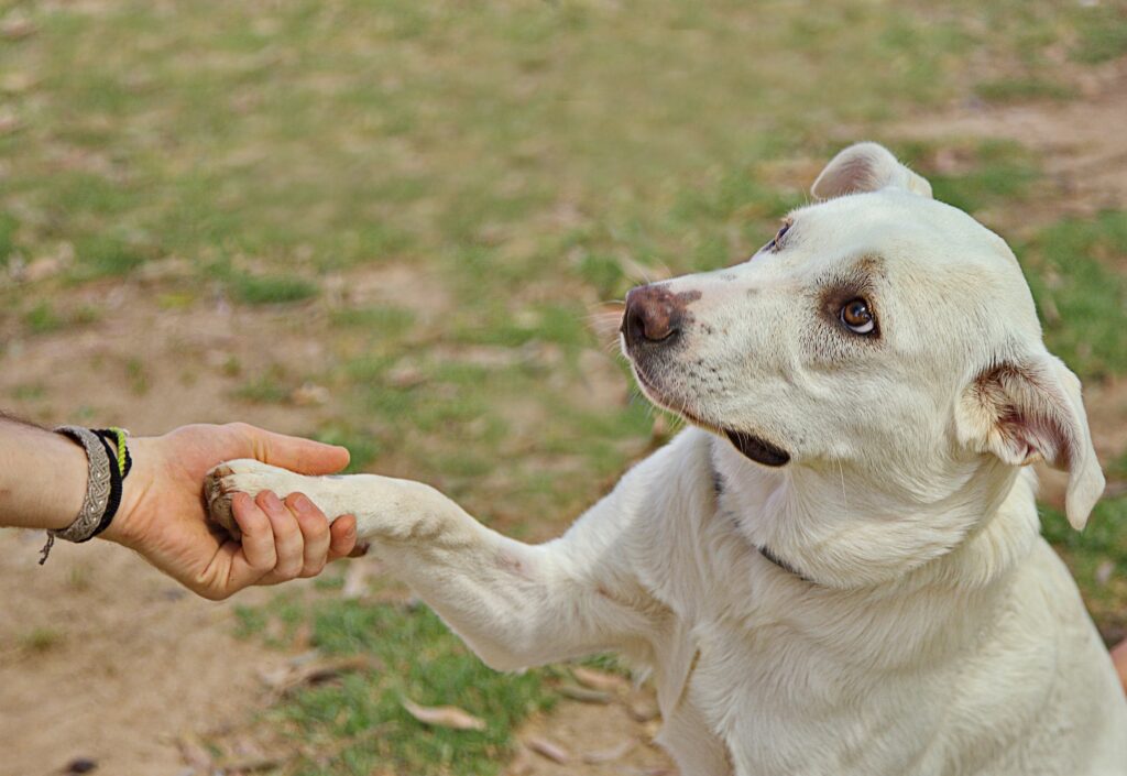 dog limping after tplo