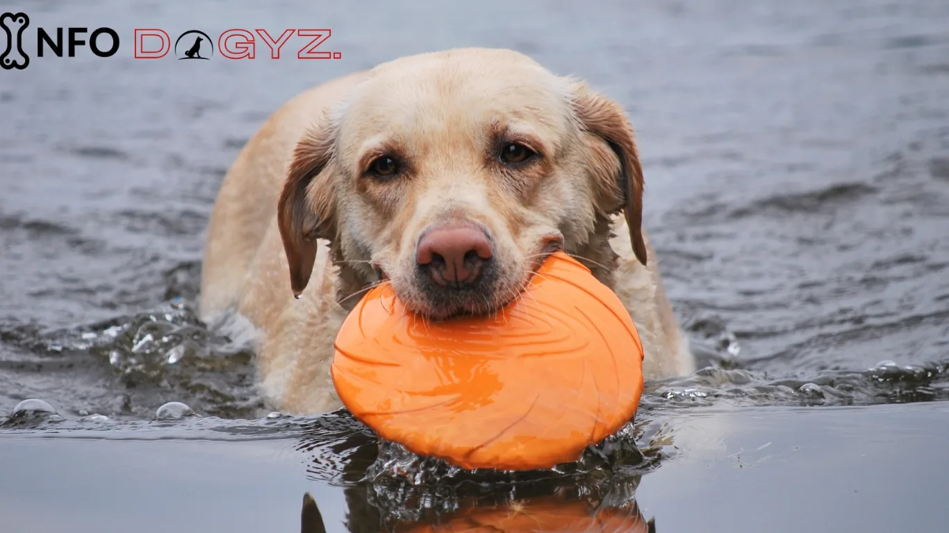 Dog-a-Poolooza-Unleashing Fun And Safety | Infodogyz