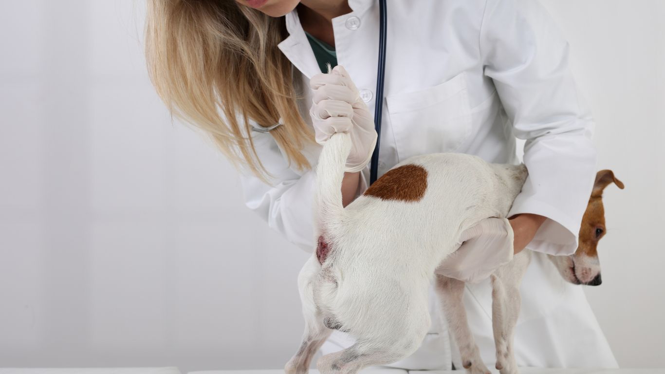 Dog Gland Removal Pros And Cons | Infodogyz