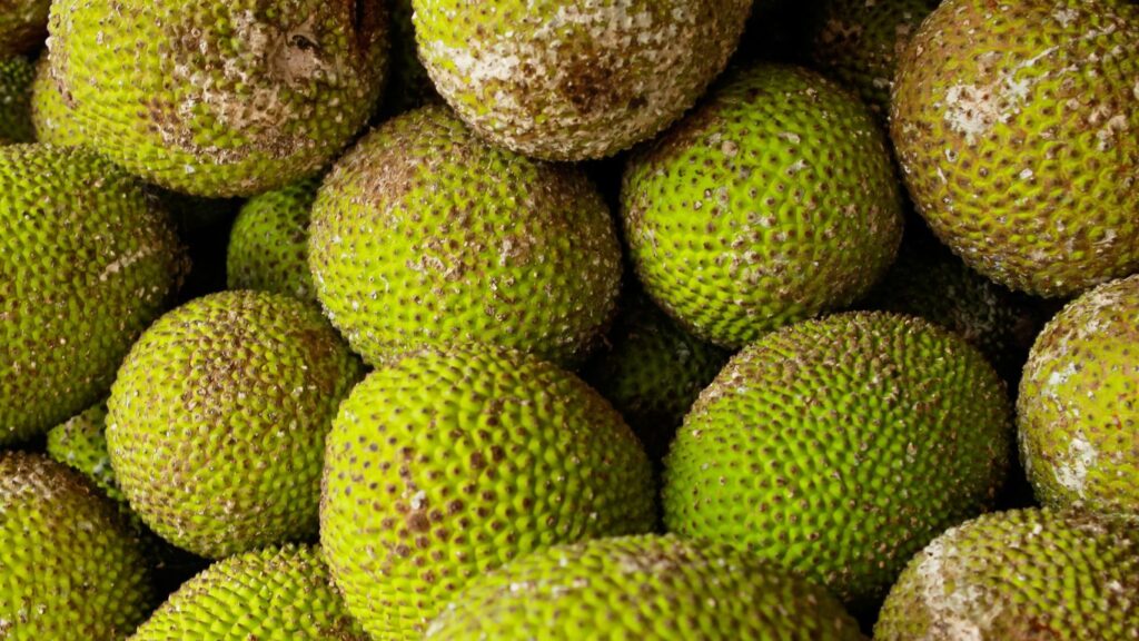 Can Dogs Eat Breadfruit