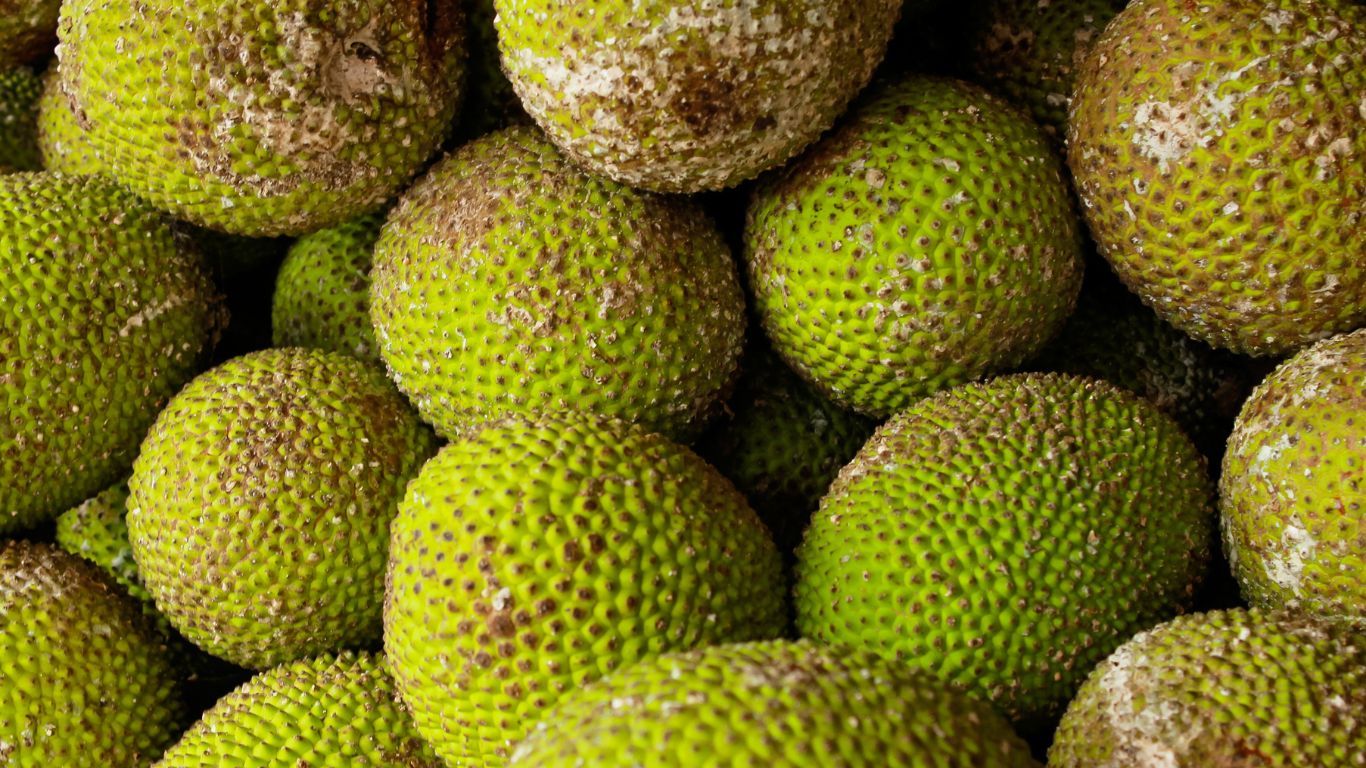 Can Dogs Eat Breadfruit? Is It Danger Or Not | Infodogyz