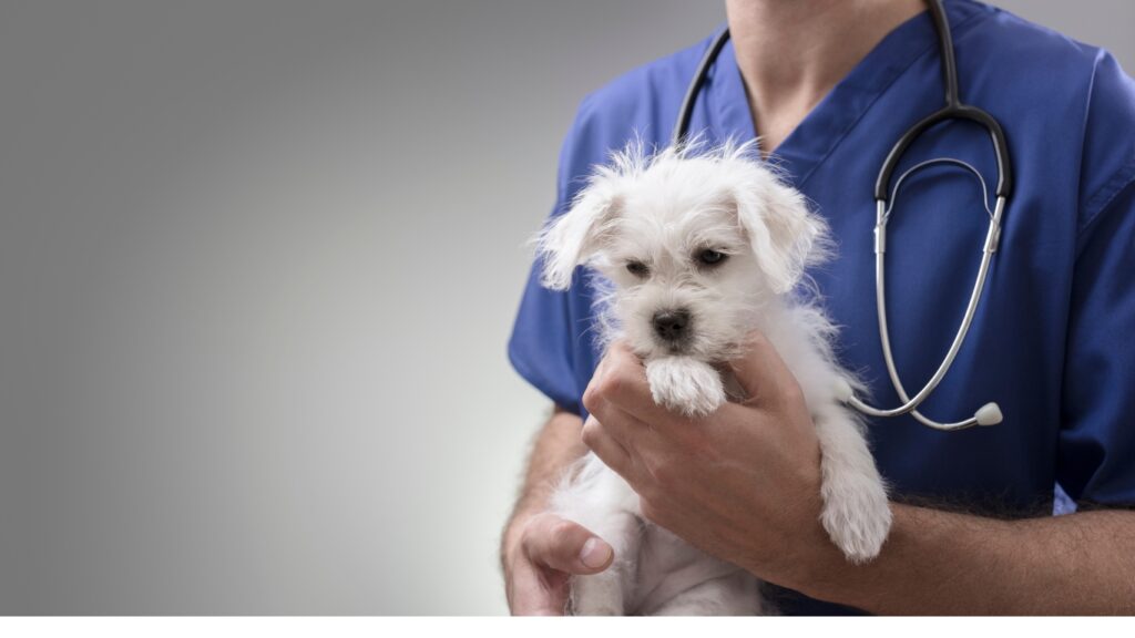 Lyme Disease Vaccine for dogs