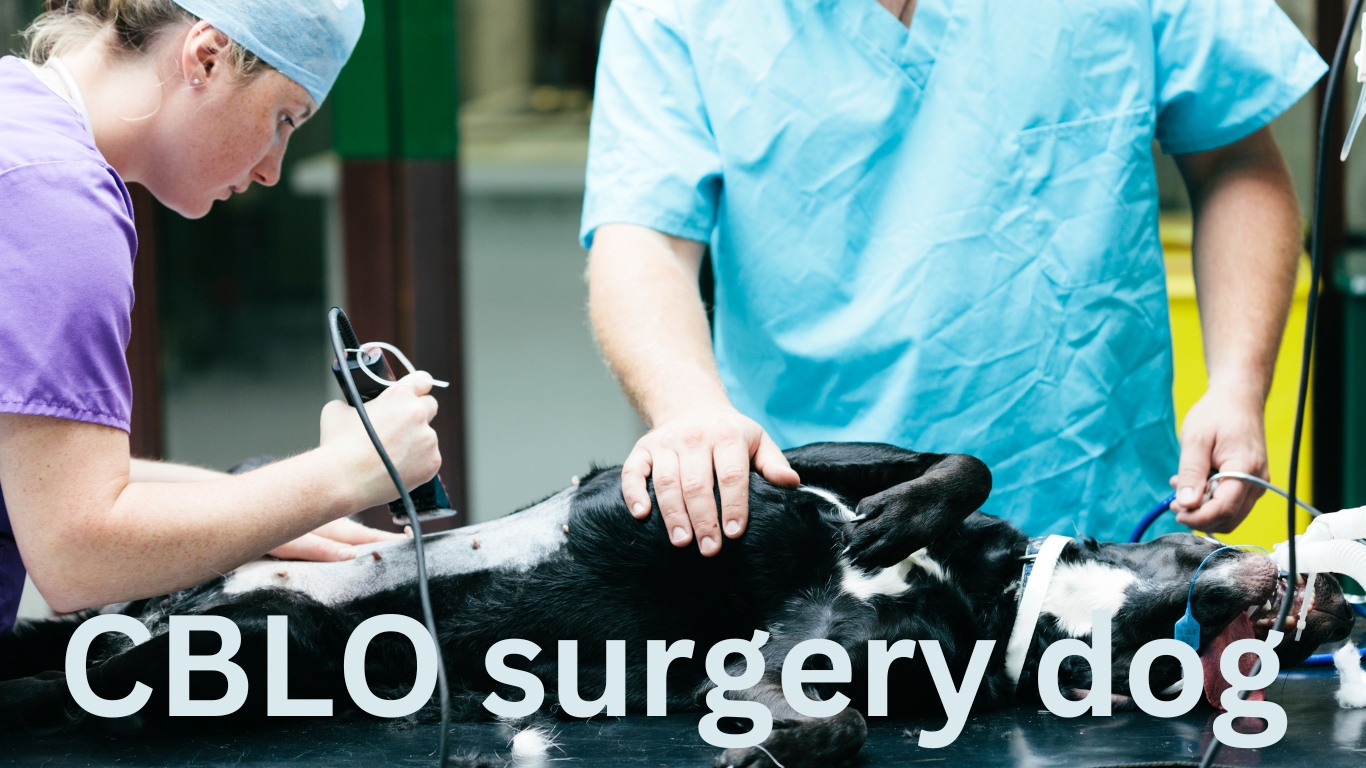 Effective CBLO Surgery Dog- Goodbye Pain | Infodogyz