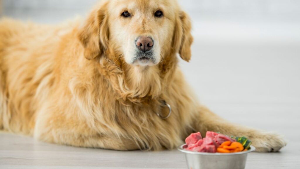 Can Dogs Eat Breadfruit