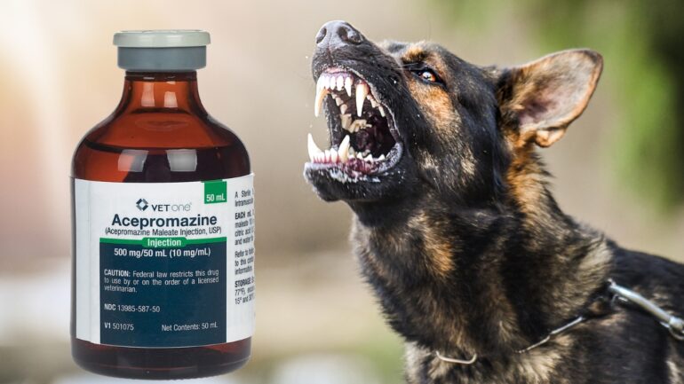 How Much Acepromazine Will Kill A Dog | Infodogyz