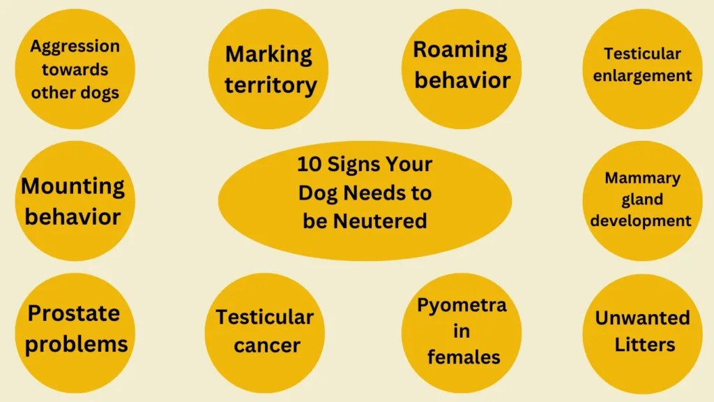 Signs Your Dog Needs to be Neutered