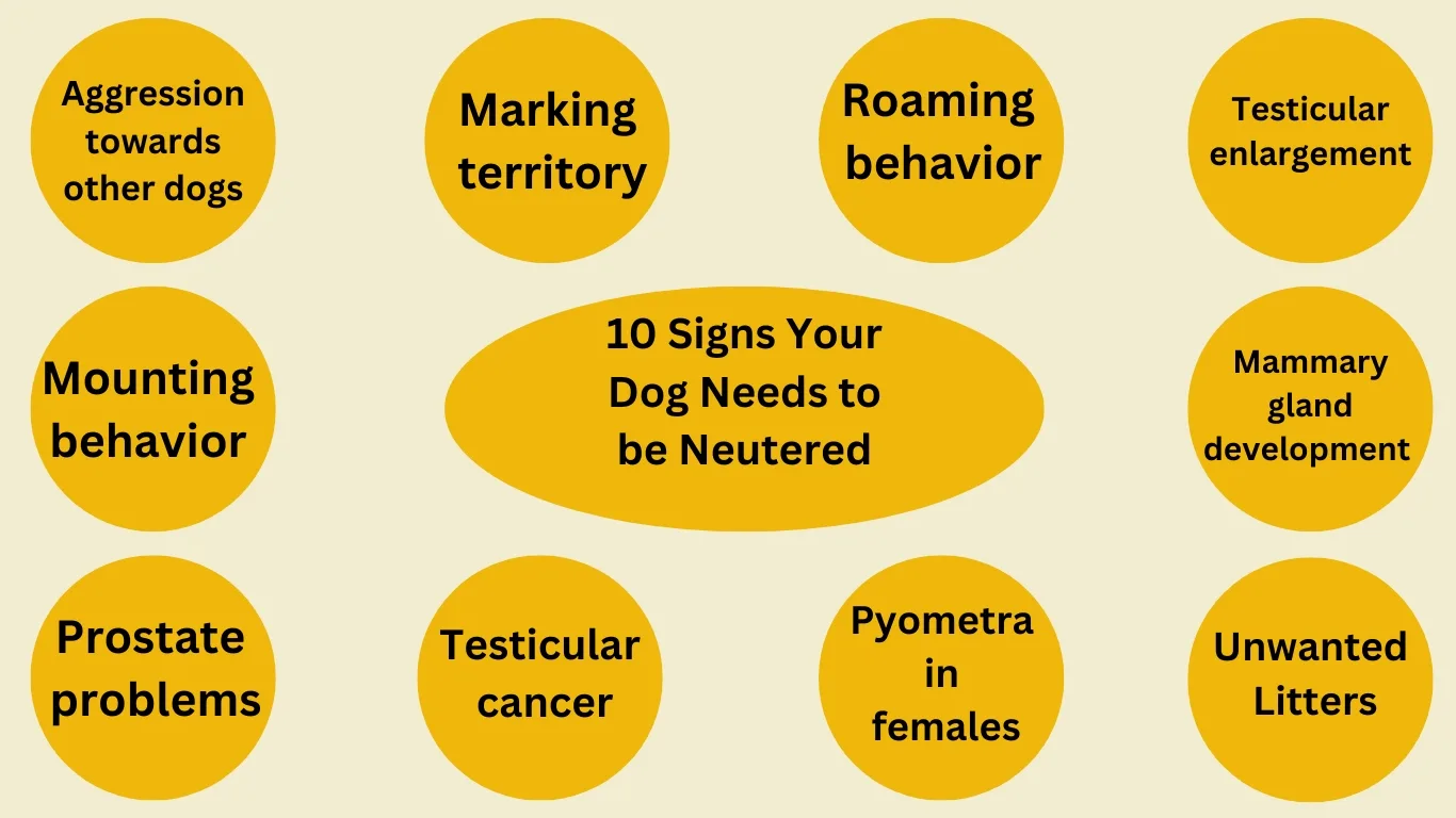 10 Signs Your Dog Needs to be Neutered | Infodogyz