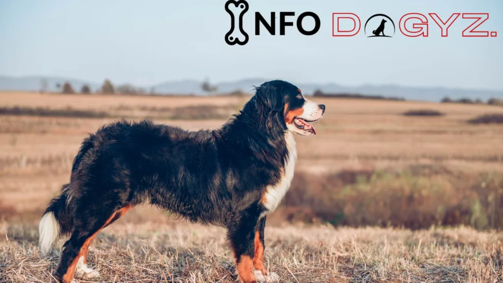 Australian Shepherd Bernese Mountain Dog size Infodogyz