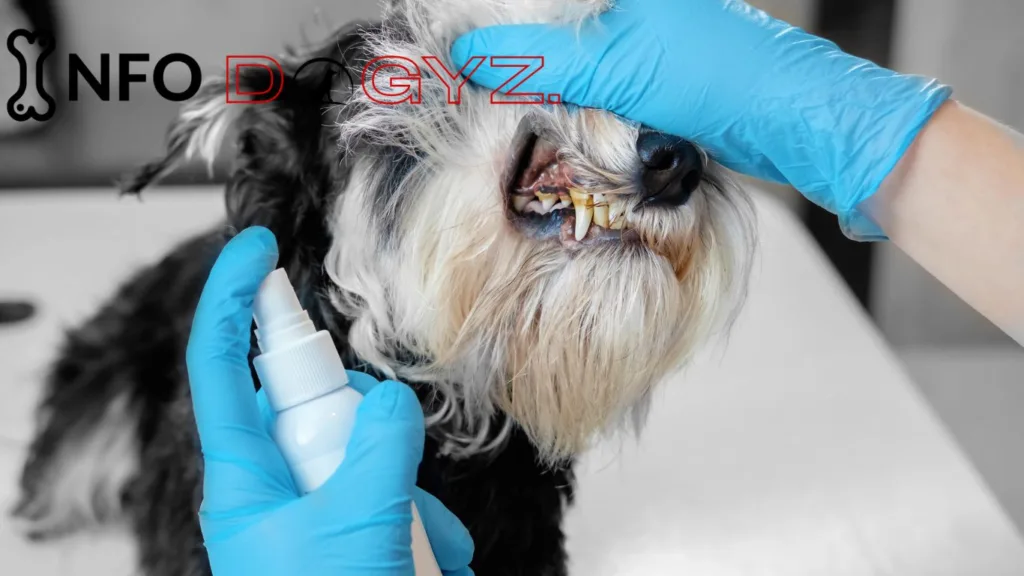 Dental problem in dogs Infodogyz