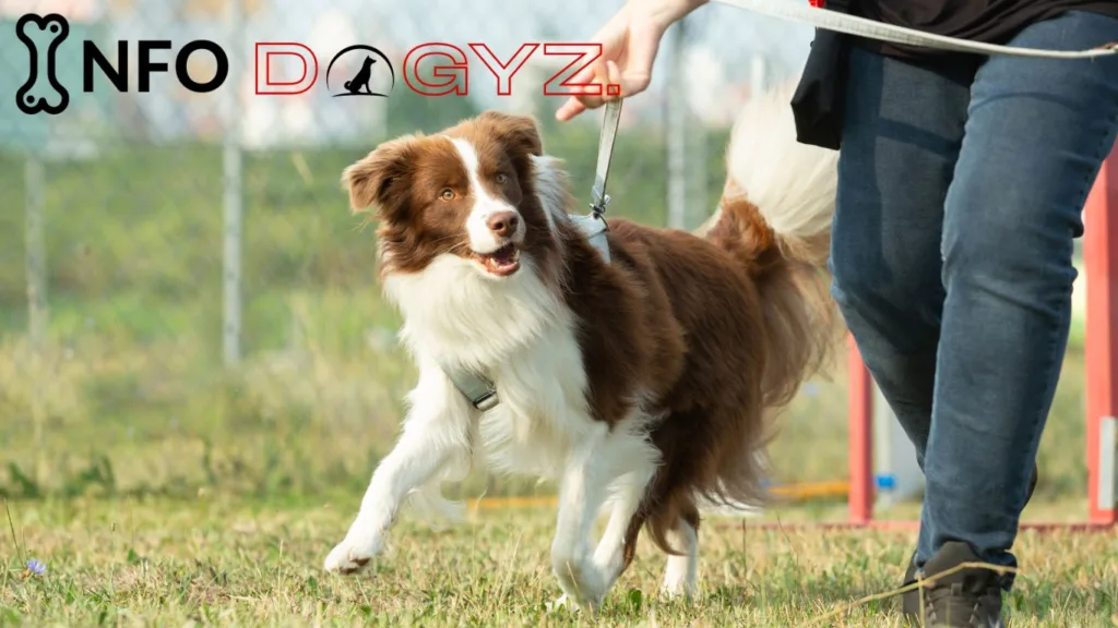 Dogs in a zone Infodogyz