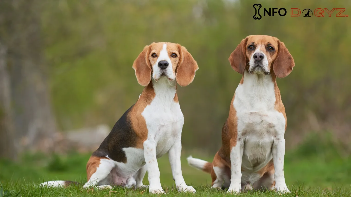 Reasons Why Beagles Are The Worst Dogs-How To Train