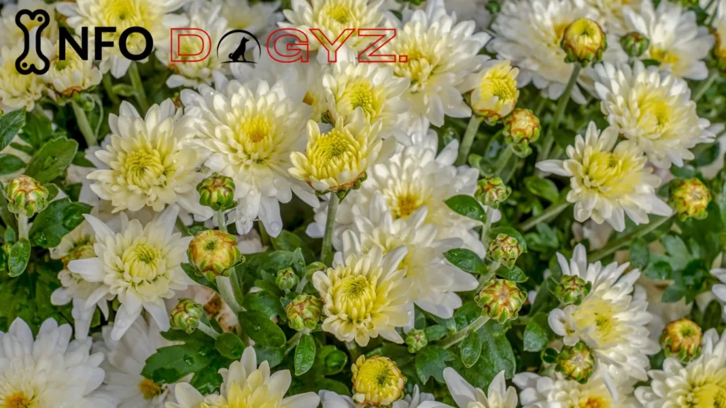 chrysanthemum flower Infodogyz