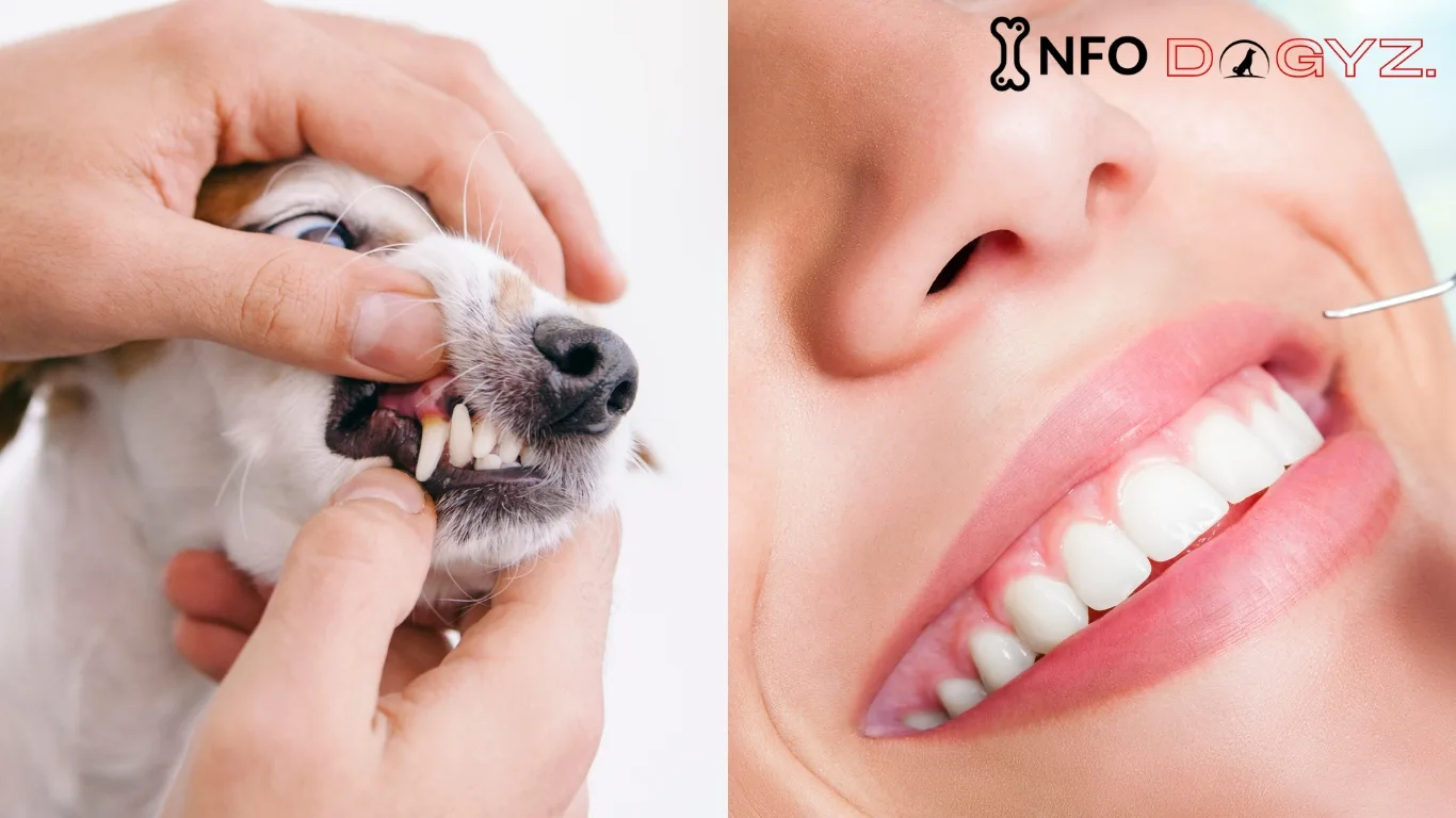 Are Dogs’ Mouth Cleaner Than Humans-Myth | Infodogyz