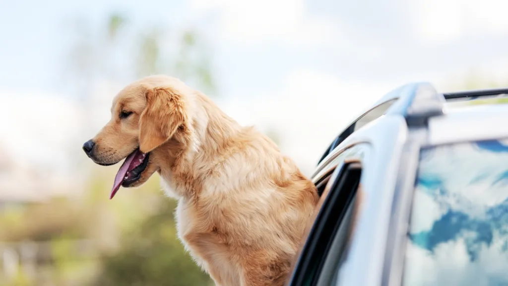 California's Dog In Car Law