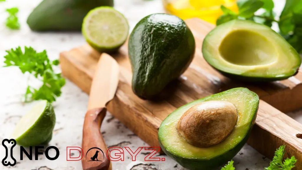 Avocado Infodogyz