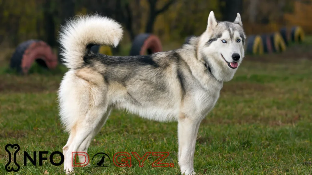 Bernese Mountain Dog Mixed With Husky