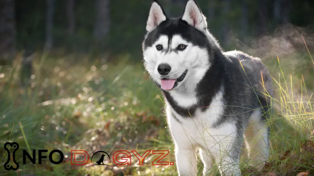 Bernese Mountain Dog Mixed With Husky