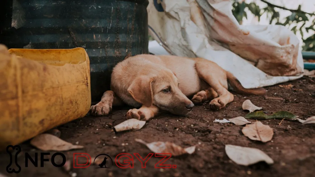 How Long Can A Dog Go Without Water