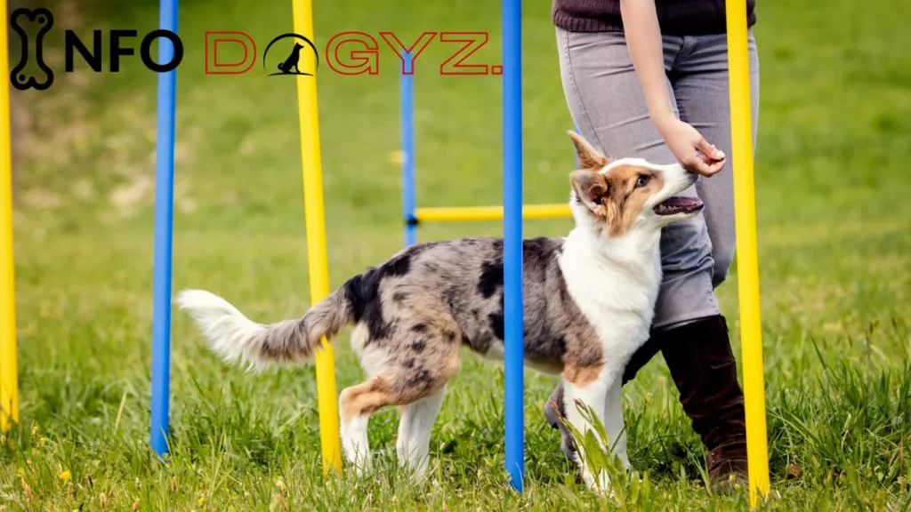 Bernese Mountain Dog Mixed With Husky