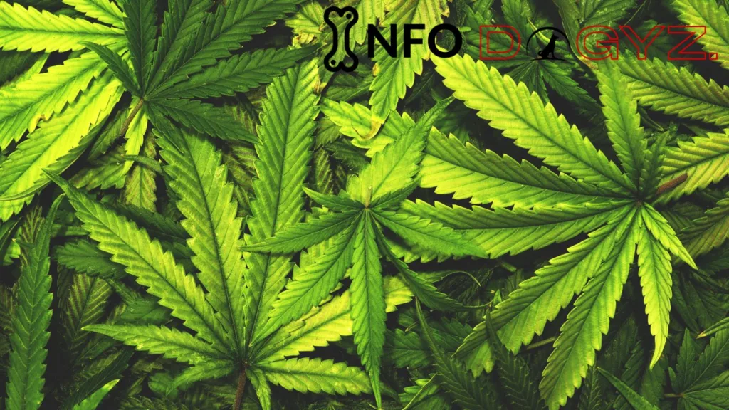 Marijuana Infodogyz