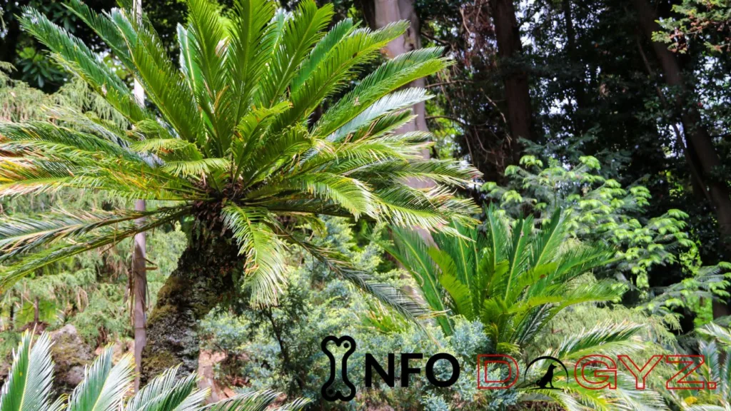 Sago Palm Infodogyz