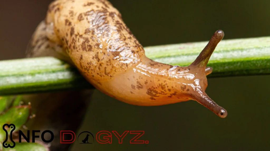 Slug Bait Infodogyz