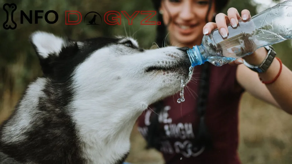 dog drinking water Infodogyz