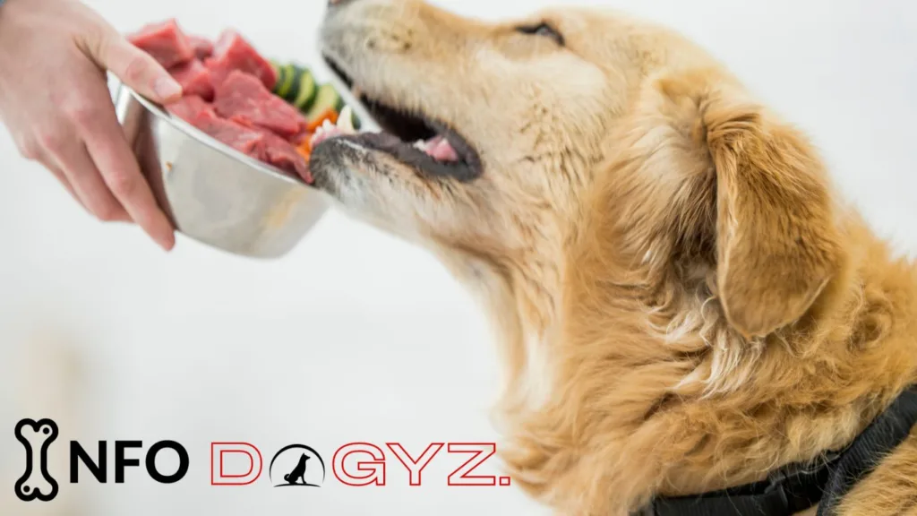 dog eating raw meat Infodogyz