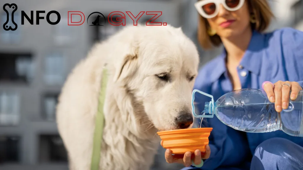 importance of water for dogs 1 Infodogyz