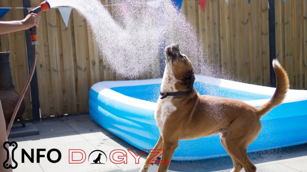 importance of water for dogs 2 Infodogyz