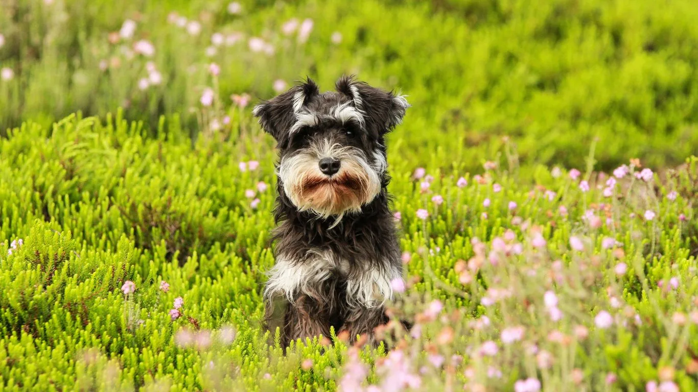 11 Reasons Why Schnauzers Are The Worst Dogs | Infodogyz