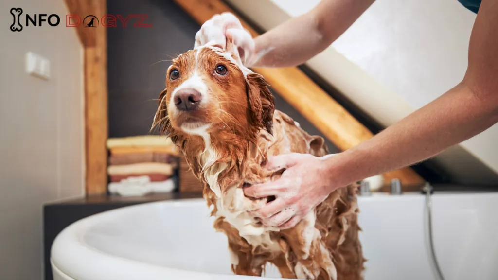 dog bath Infodogyz