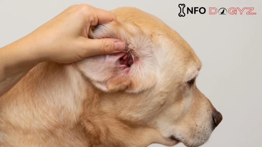 ear infection Infodogyz