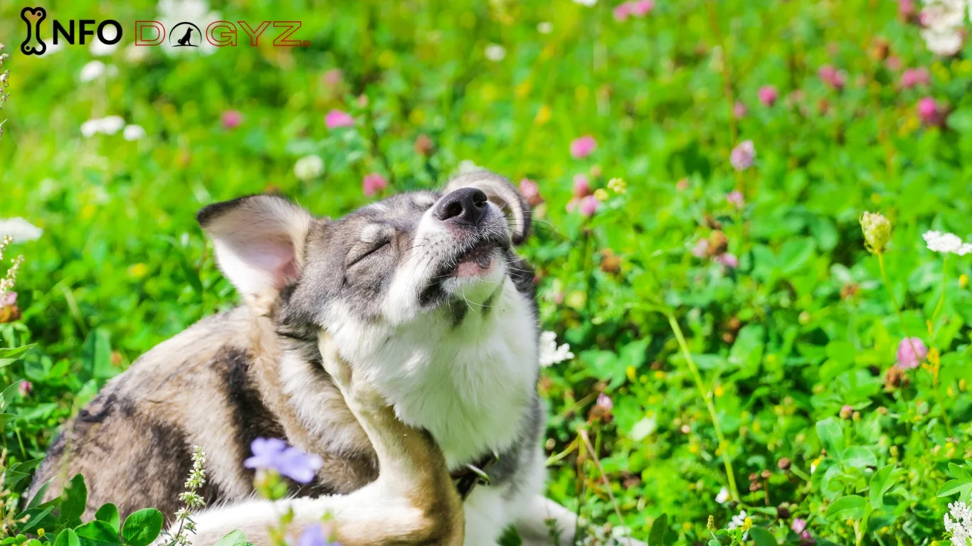 How To Identify Dog Allergic To Grass? | Infodogyz