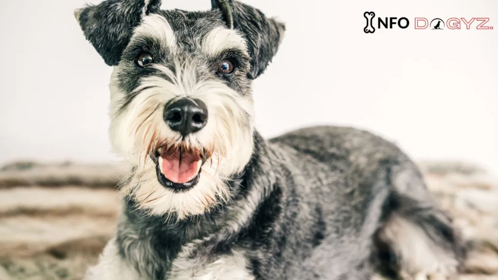 schnauzers 1 Infodogyz