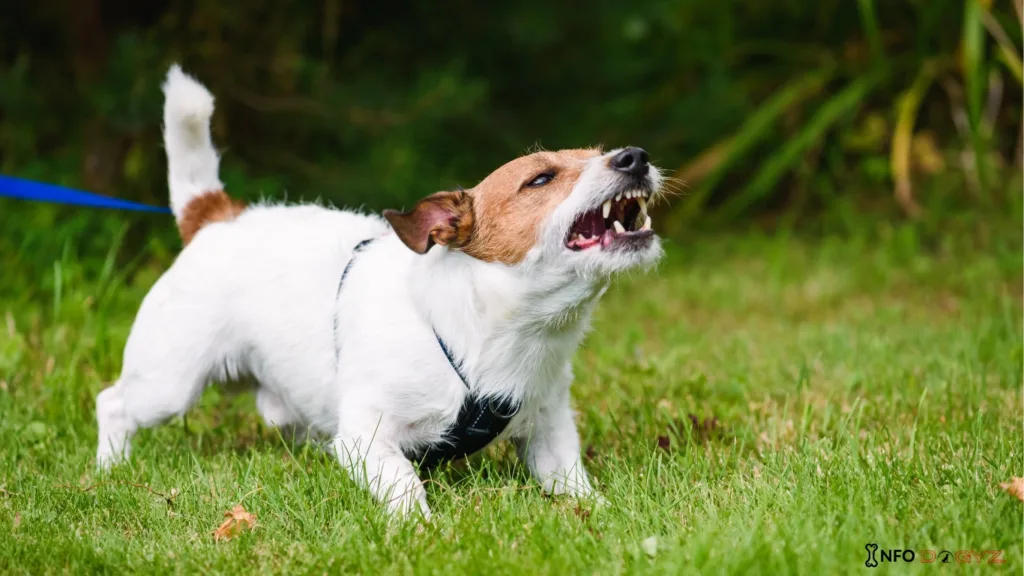 Dog Aggression After Vaccine Infodogyz