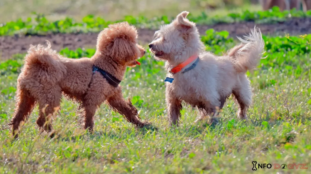 Dutch Dog Breeds as Family Pets Infodogyz