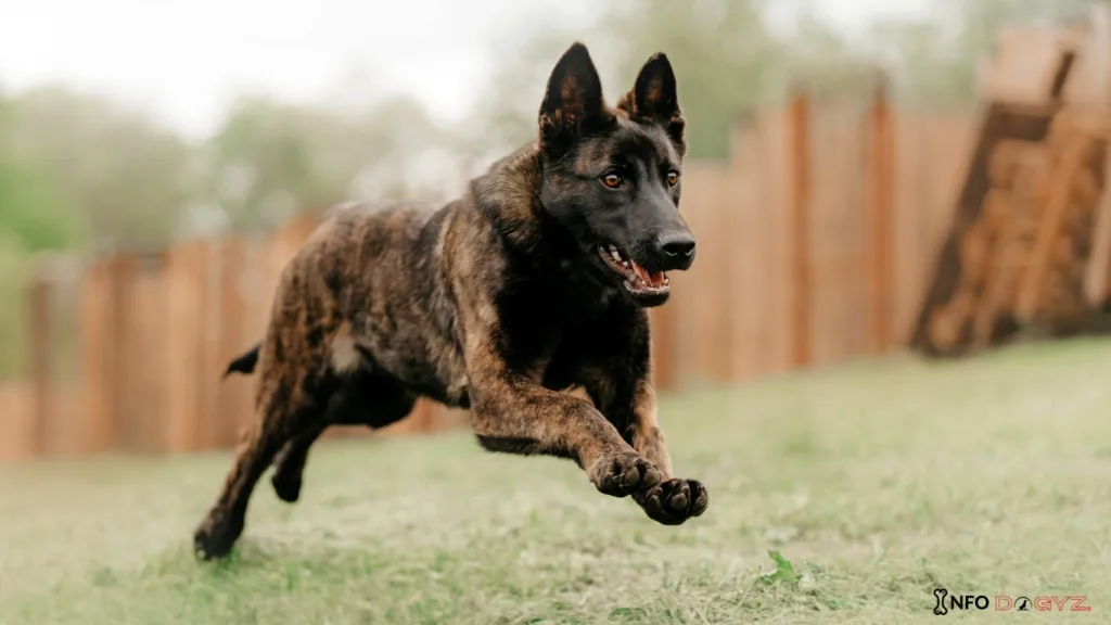 Dutch Shepherd Infodogyz