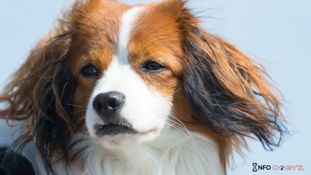 Dutch Dog Breeds
