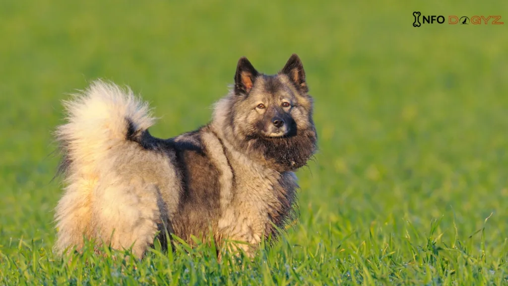 Keeshond Infodogyz