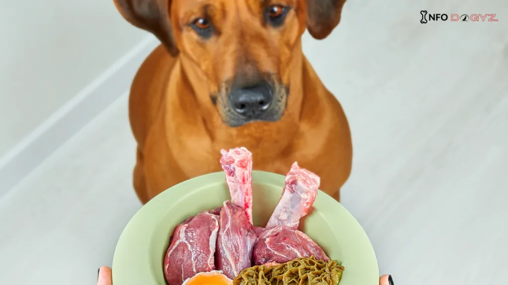 homemade food to your dog Infodogyz