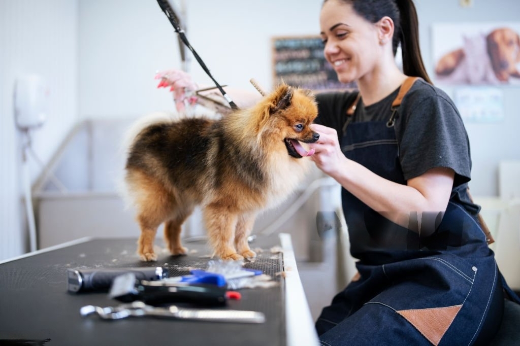 Dog grooming infodogyz Infodogyz